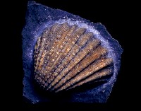 藏品(雙殼類)的圖片